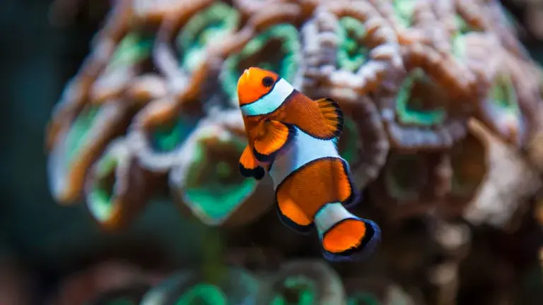 Pez payaso en el acuario sealife