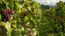 Visita 2 bodegas Ruta del Vino