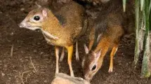 bioparc fuengirola CIERVO RATON