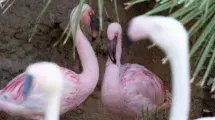 bioparc fuengirola FLAMENCO ENANO
