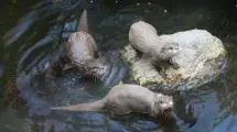 bioparc fuengirola NUTRIAS UNAS CORTAS4