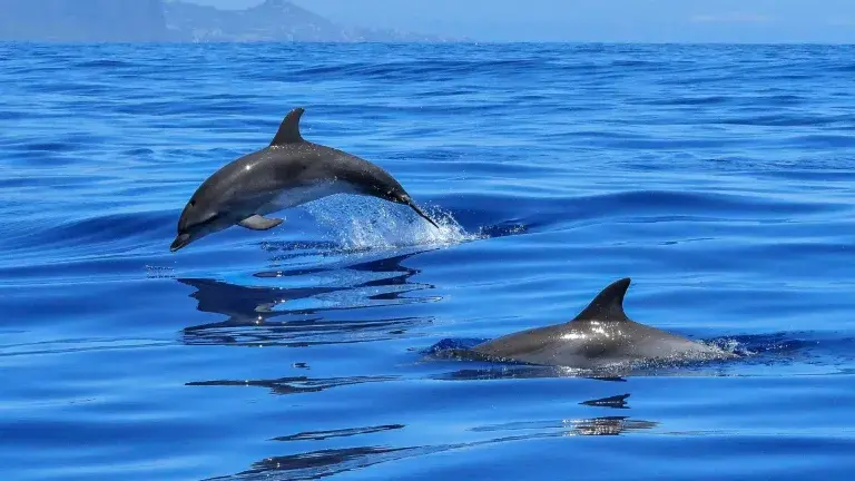 Avistamiento de delfines con en mar