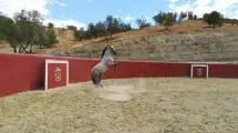 Caballo finca