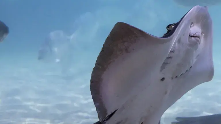 Manta raya del acuario  del sealife benalmadena