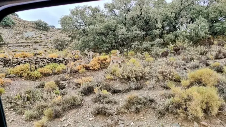 Ruta en 4x4 en Sierra Almijara cabras