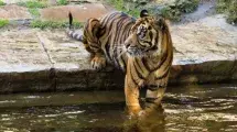 bioparc fuenfirola TIGRE SUMATRA