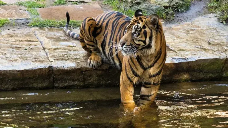 bioparc fuenfirola el TIGRE DE SUMATRA