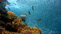 buceo fondo marino