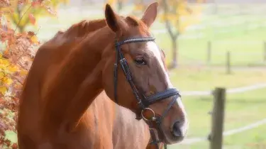 Paseo a Caballo 
