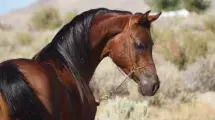 caballo marron