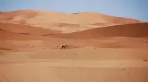 camello1