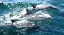 delfines en grupo mar