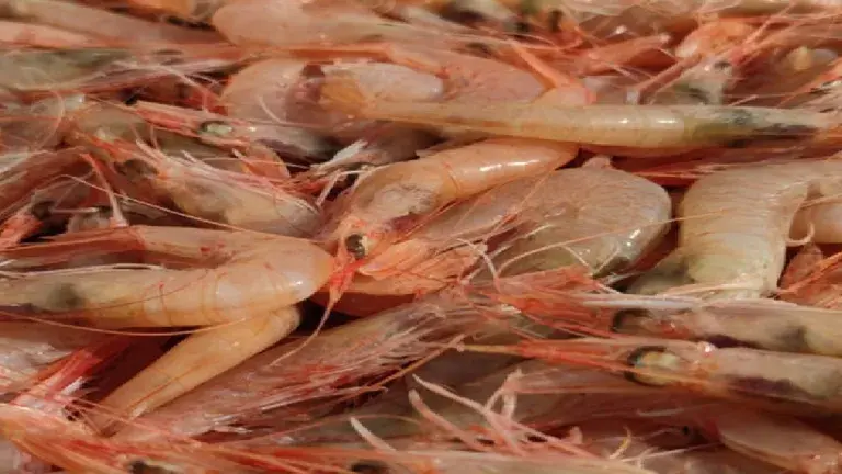 gambas de la lonja de motril almuerzo