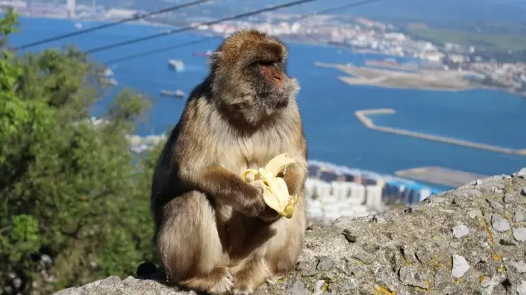 gibraltar con visita a grupo con interaccion monos