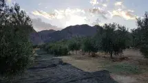 olivar en sierra nevada