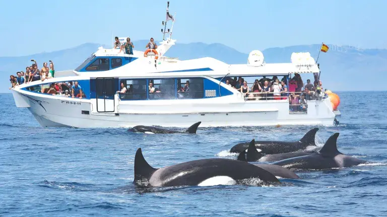 orca avistada barco
