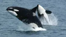 orca ballena