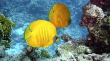 peces fondo marino fauna