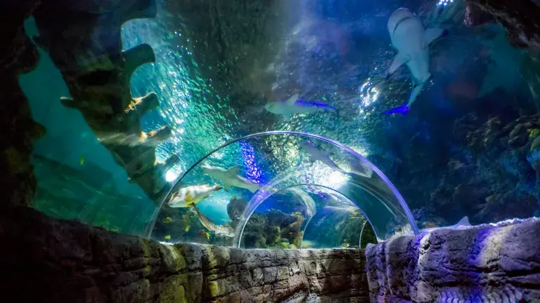 sealife de benalmadena tunel de debado agua