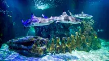 tiburones tanque oceanico sealife benalmadena