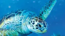tortuga marina sealife benalmadena