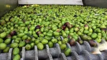 tratamiento oliva