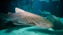 un tiburón cebra en aquario sealife benalmadena